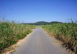 久米島　景観