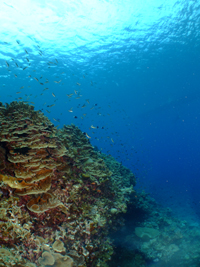 水納島と瀬底島のサンゴ