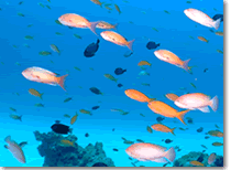 水納島・瀬底島　魚の群れ