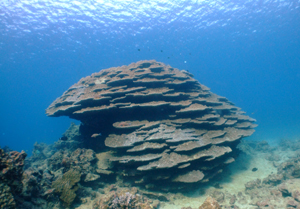沖縄　大浦湾　サンゴの水中景観