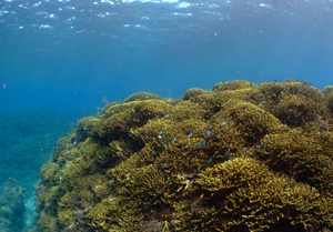 沖縄　大浦湾　枝サンゴの水中景観