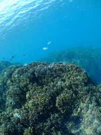 沖縄　大浦湾　サンゴと水中景観