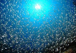 沖縄の慶良間　魚の群れ